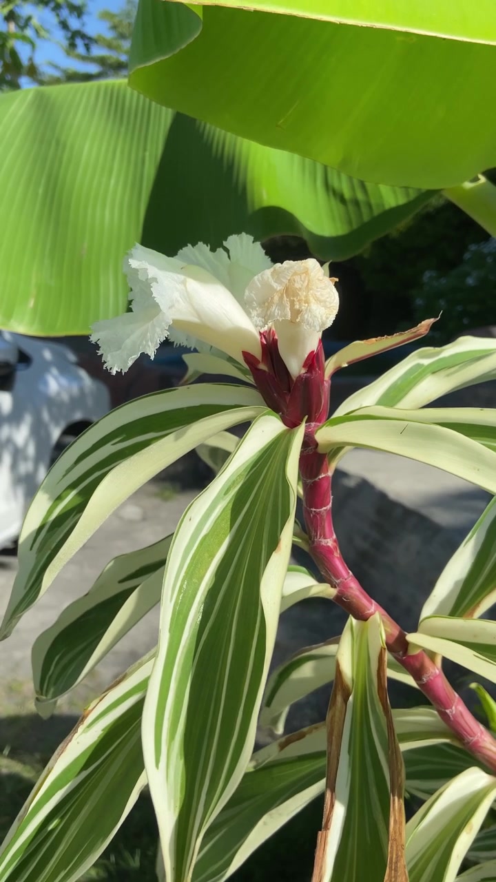 Primo piano di una pianta tropicale con fiori bianchi e foglie variegate.