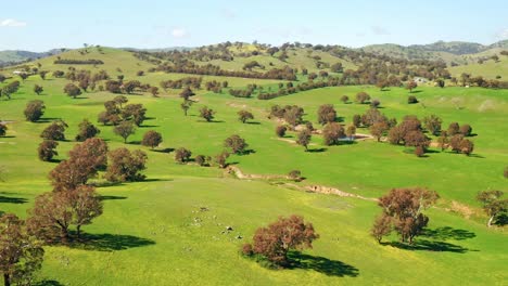 vista of green meadows with bushes at australian countryside