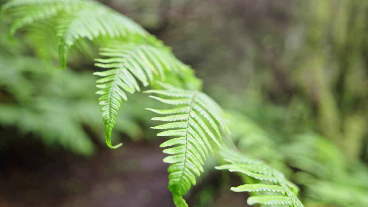 Lush green fern leaves in Parque Rural de Anaga, a serene natural escape