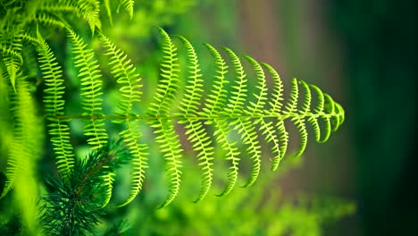 beautiful fern leaf texture in nature