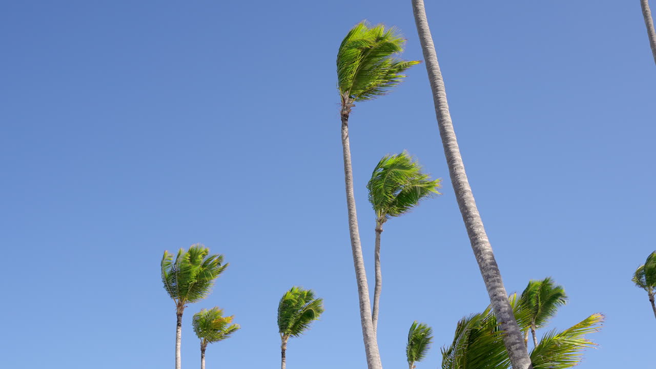View of Palm Trees Gently Swaying In Wind At Bavero Beach At Punta Cana. Slow Motion