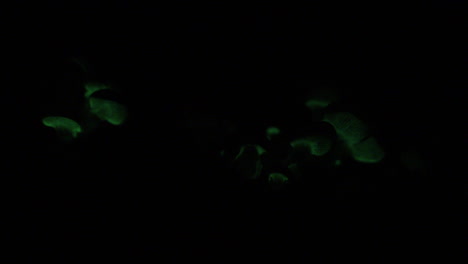 el hongo bioluminiscente, panellus stipticus, también conocido como foxfire, brilla en la oscuridad