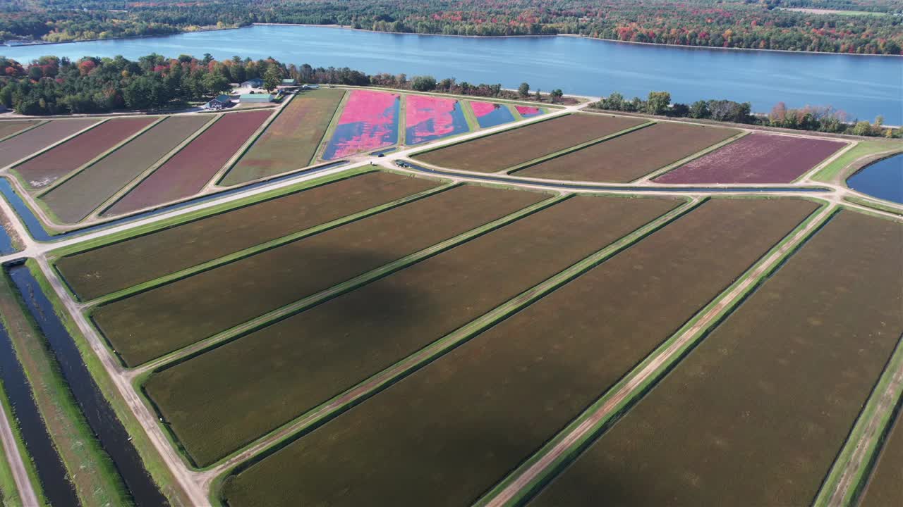 en el otoño, los pantanos de arándanos están listos para la cosecha en el centro de wisconsin