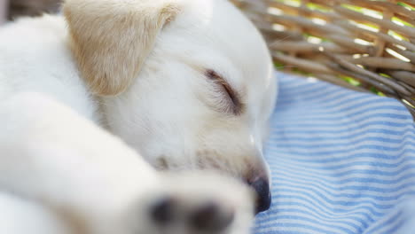 close-up view of caucasian girl hands petting a labrador puppy sleeping in a basket in the park