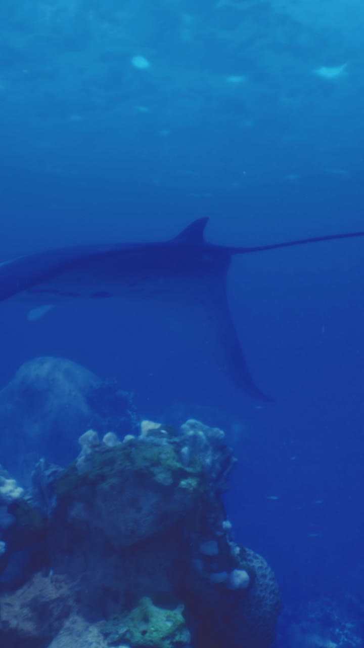 Manta ray gliding gracefully through a vibrant coral reef habitat