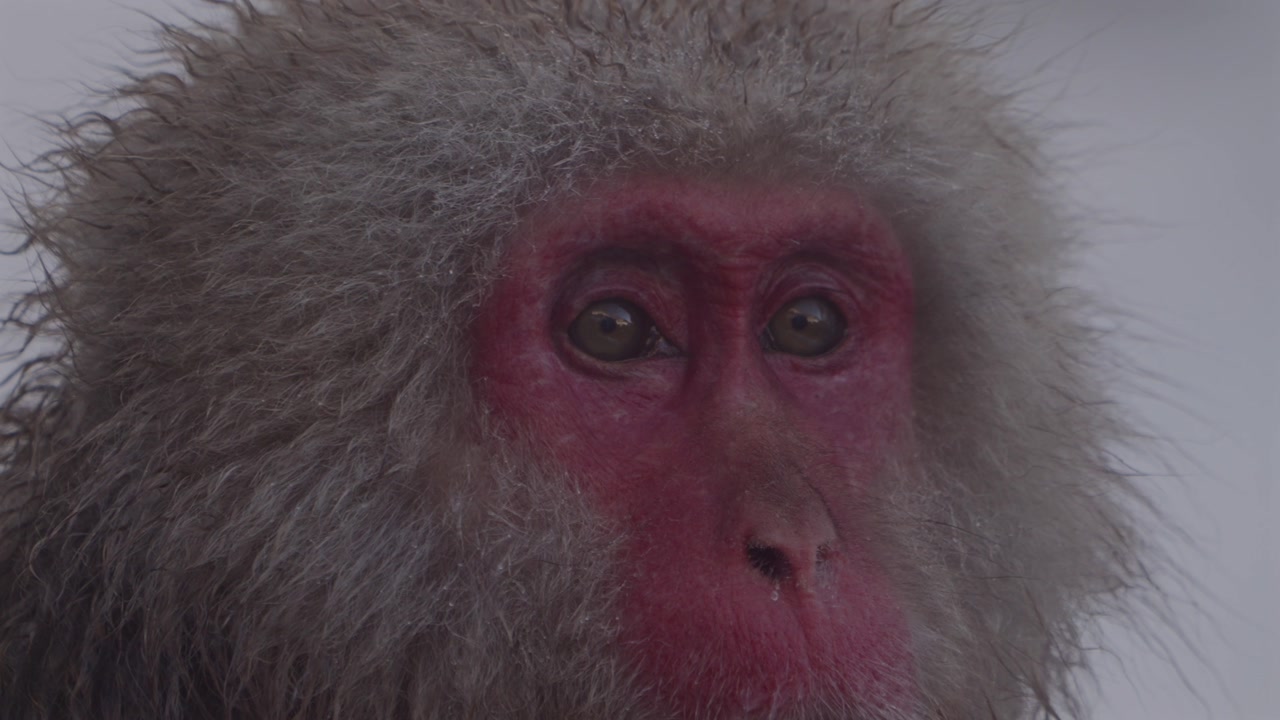 Close-up of a Japanese macaque slowly turning its head, revealing red facial features and an inquisitive gaze. Natural winter behavior in Nagano, Japan.