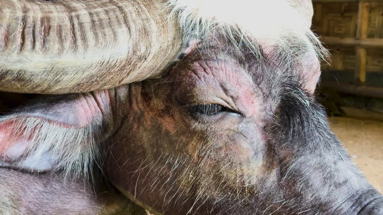 A buffalo rests peacefully with eyes closed, captured in a close-up shot with natural lighting