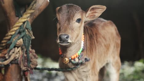 cute little calf looking at camera curiously