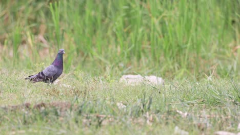 rock pigeon looking around in the field