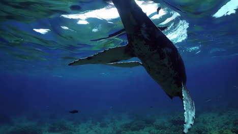 ballena jorobada bajo el agua