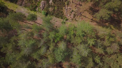 vista de pájaros de la deforestación en bourne woods, reino unido
