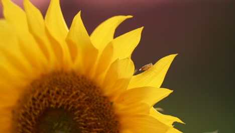 Eine-Hummel-Und-Ein-Käfer,-Die-Auf-Sonnenblumenblütenblattnahaufnahme-Klettern