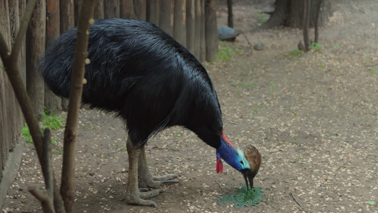 A Southern Cassowary Feeding - Close Up Shot