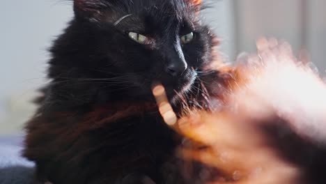 close up of black cat relaxing and cleaning itself