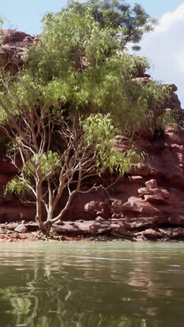 red rock riverbank with tree