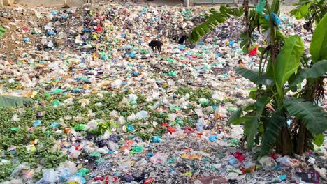 Un-Perro-Hurgando-Entre-Los-Desechos-Municipales-En-Un-Vertedero-En-Dhaka,-Bangladesh---Tiro-Panorámico-A-La-Izquierda