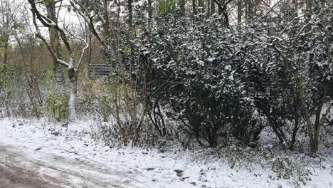 Pan-up-on-trees-covered-of-snow-Berlin-in-wintertime-in-a-Park-Hasenheinde-HD-30-FPS-6-secs