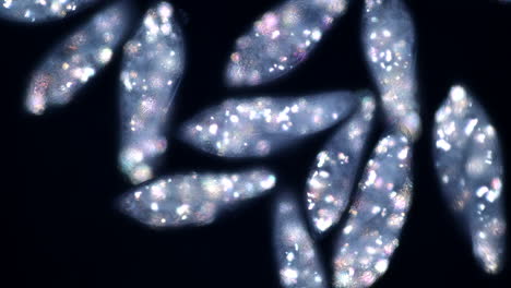 bioluminescent microorganisms under microscope