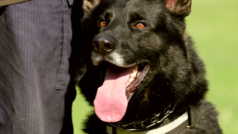 el perro de la gendarmería ladra.