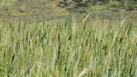 Close-up-of-a-field-of-wheat-gently-swaying-in-the-breeze-in-South-Africa