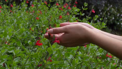 Woman-hands-softly-touching-the-red-flowers-of-a-leafy-bush