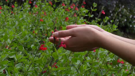 manos de mujer tocando suavemente las flores rojas de un arbusto frondoso