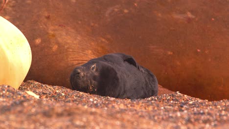 un lindo bebé elefante marino duerme junto a su madre y se despierta de una manera divertida