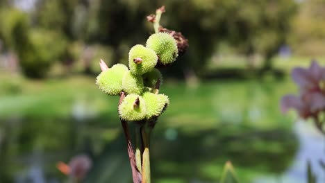 primer plano de las vainas de semillas de lirio de canna