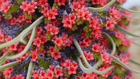 Upward-shot,-rising-close-up-of-the-vibrant-Tajinaste-Roj,-Tenerife