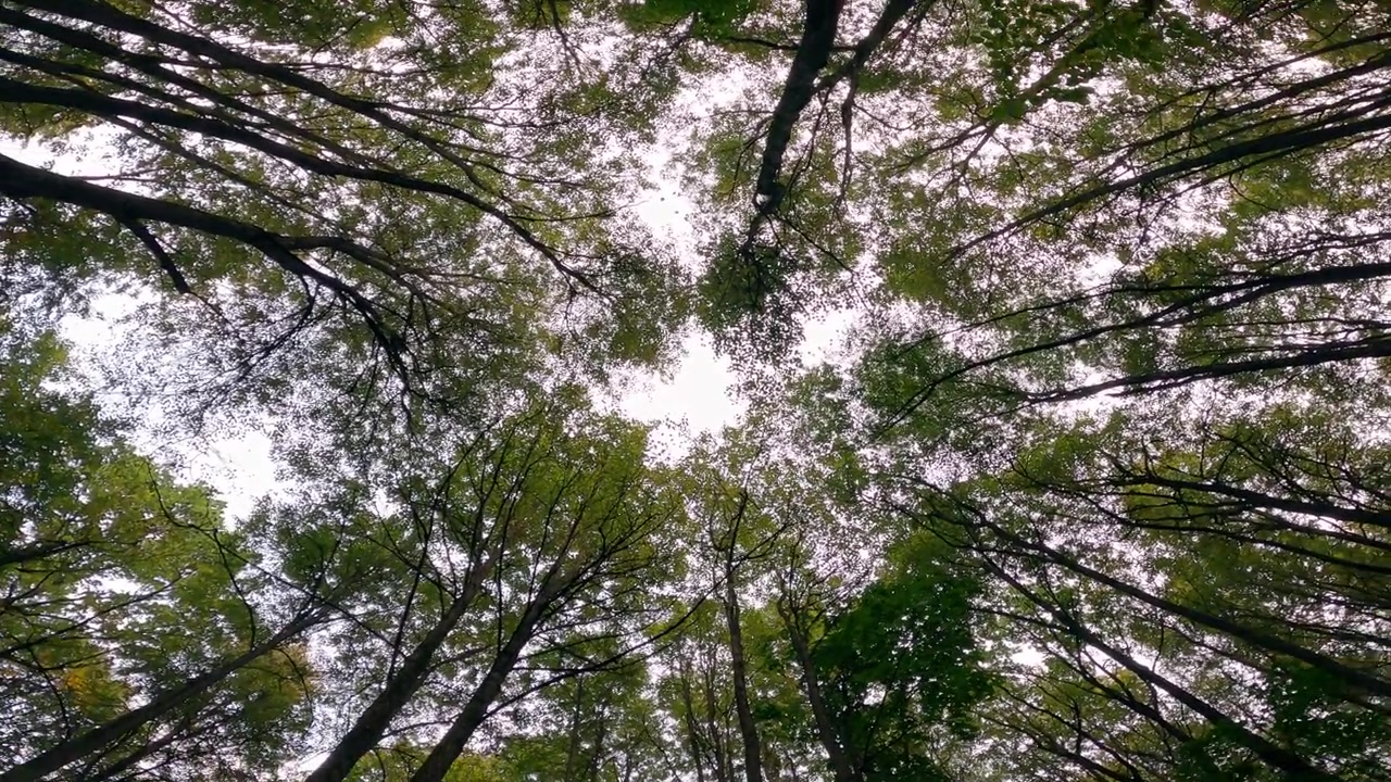 Wide low angle woodland view shows tall trees green leaves and cloudy sky through the canopy for peaceful nature ecology travel and forest background projects