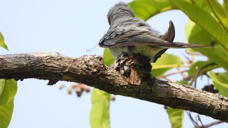 treeswift de rabadilla gris en árbol y nido
