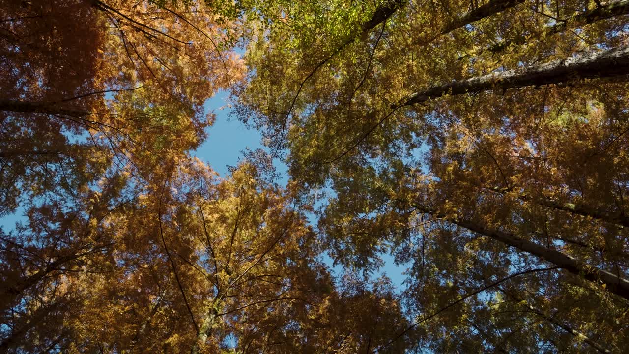 Bellissimi alberi di Zelkova dai colori vivaci che risplendono di arancione in autunno