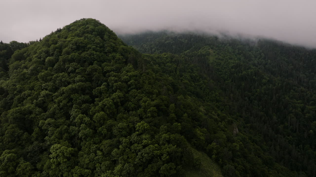 matorral denso sobre área protegida en las montañas de la reserva natural de borjomi, georgia