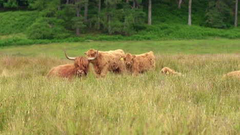 A-herd-of-young-and-adult-highland-cows-resting-in-tall-green-grass-during-summer-in-the-Scottish-highlands