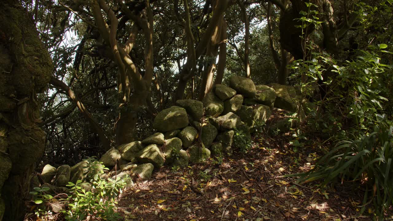 sendero costero a la sombra de los árboles con una pared de piedra derrumbada en la isla de st agnes en las islas de scilly