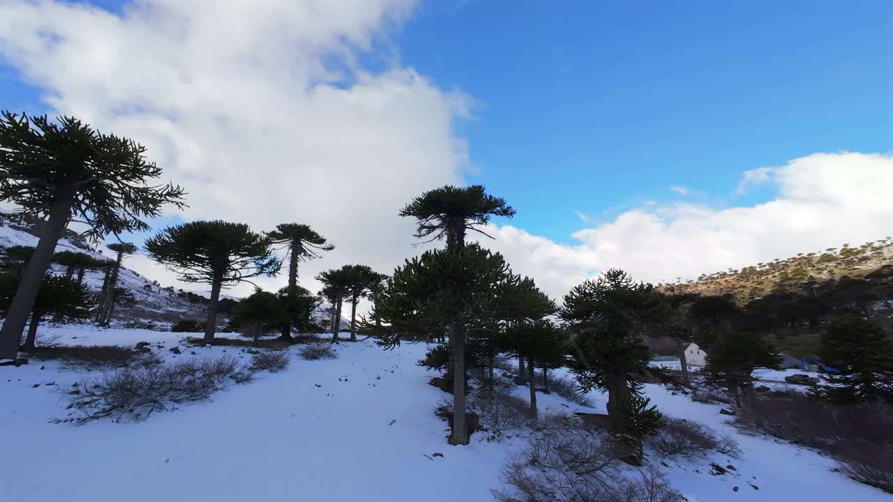 A drone glides through Araucaria trees above snow-covered terrain in the scenic landscape of Argentina