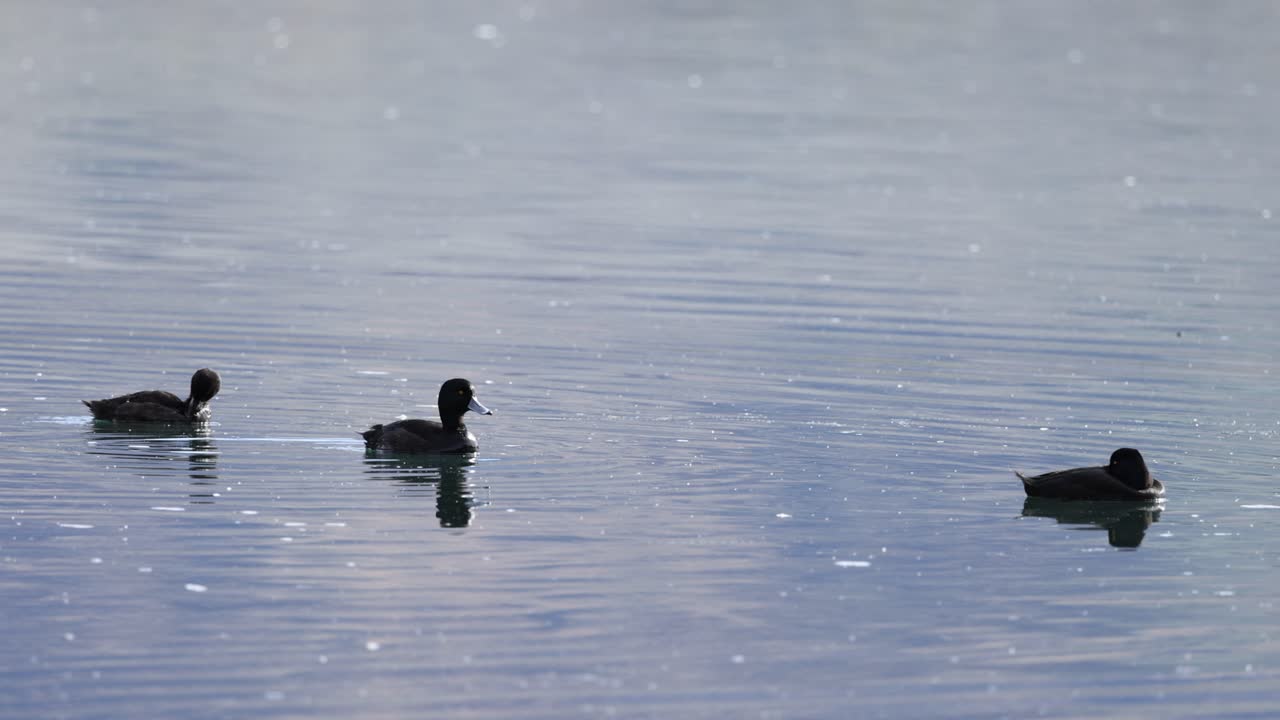 Three New Zealand scaup ducks glide across Lake Dunstan's calm waters in Cromwell, under soft natural lighting