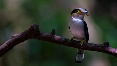 Gesehen-Mit-Einer-Spinne-Im-Mund,-Während-Man-Nach-Rechts-Und-Vorne-Schaut,-Während-Die-Kamera-Herauszoomt