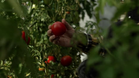 hombre recogiendo tomates en el invernadero