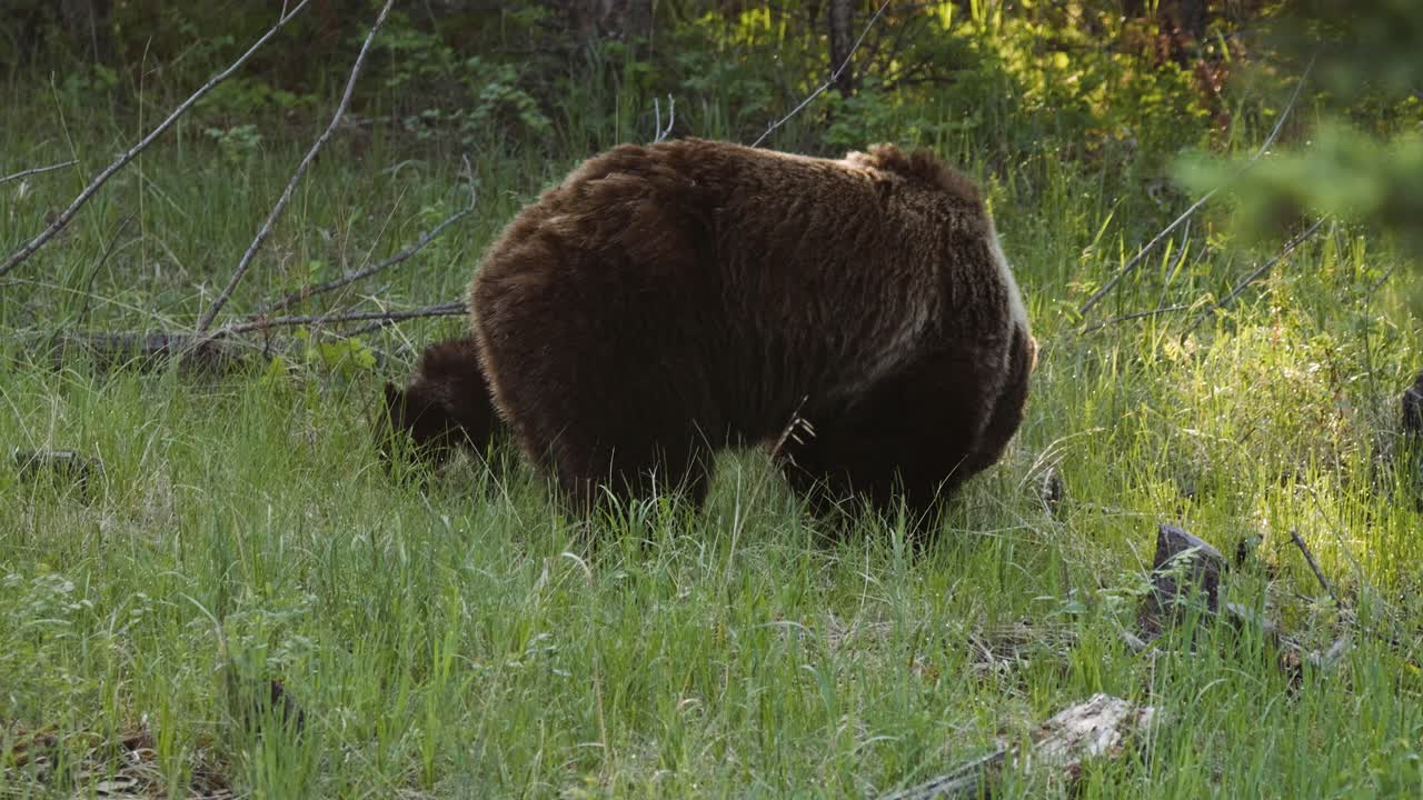 Majesteettinen ruskea harmaakarhu laiduntaa rauhallisesti tiheän, vehreän metsän korkeiden ruohojen keskellä.