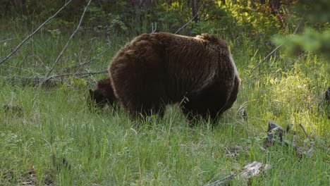 a majestic brown grizzly bear is captured grazing peacefully among the tall grasses of a dense, verdant forest