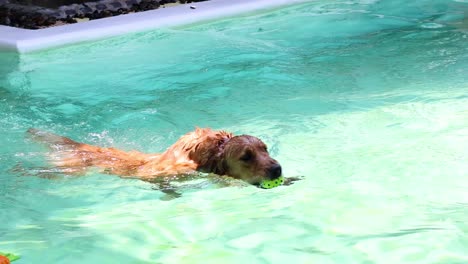 el perro trae la pelota a la piscina.