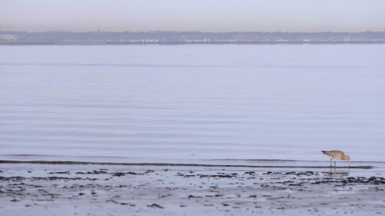 더블린 근처 남쪽 아일랜드에서 흐릿한 아침 동안 평화로운 물 호수에 도깨비 새