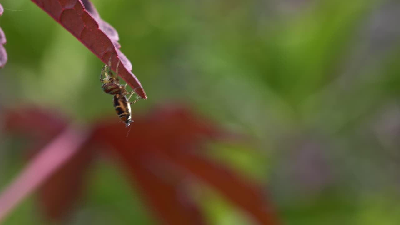 Ragno saltatore appeso alla sua tela di seta su foglie di ibisco cranberry. Scatto con messa a fuoco selettiva.