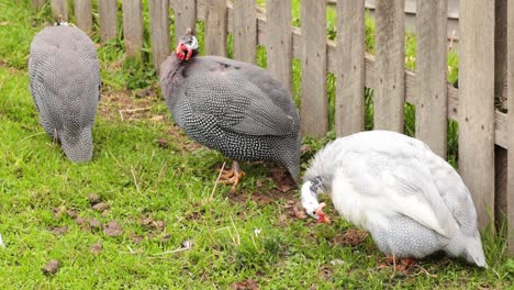 three guinea fowls pecking at the ground