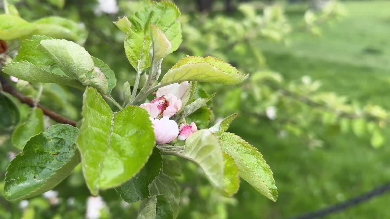 Rain in the apple orchard. Drops are dripping from the leaves and flowers of the tree (4K 60 fps)