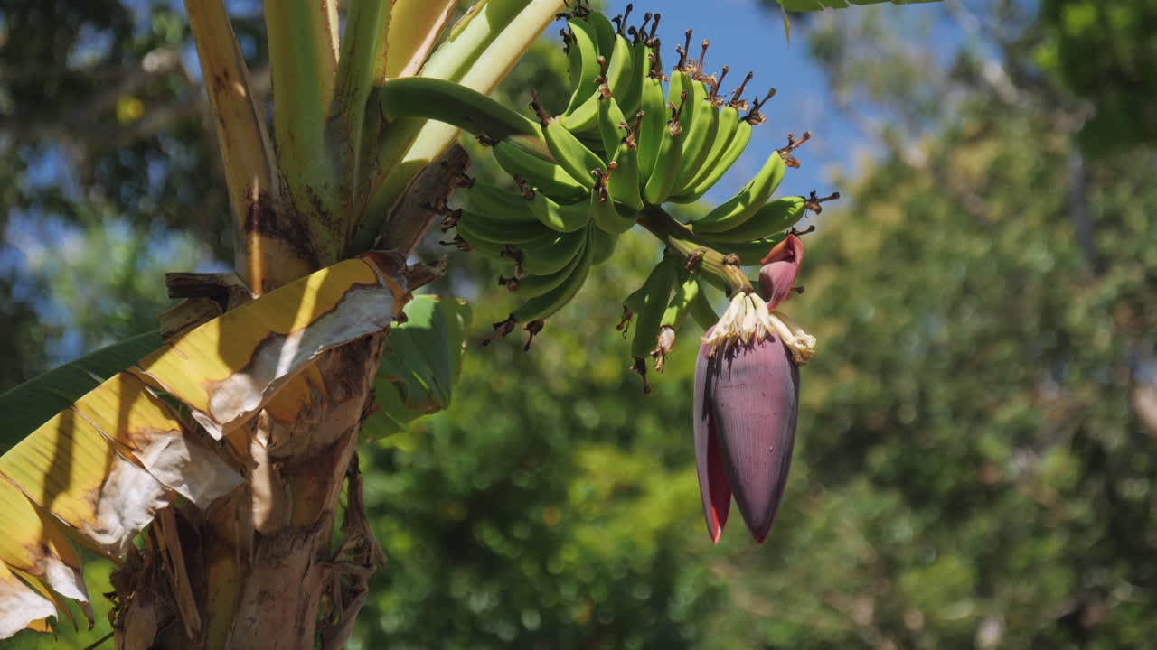 inclinación lenta hacia arriba de una dieta de banano pequeño que crece con una planta de banano en flor