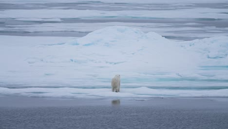 Eisbär-Und-Vogel-In-Eisiger,-Nebliger-Landschaft-Auf-Dem-Arktischen-Meer,-Zeitlupe