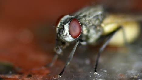 Una-Mosca-Doméstica-Alimentándose-De-Las-Sobras-En-Un-Mostrador-De-Cocina-De-Mármol