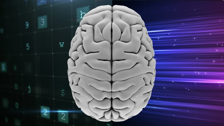 White human brain divided in two parts